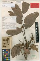 Isotype of Jagera discolor L.S.Sm. ex S.T.Reynolds [family SAPINDACEAE]