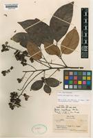Type of Guioa capillacea A.C.Sm. [family SAPINDACEAE]