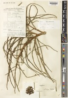 Isotype of Lepisanthes bengalan Leenh. [family SAPINDACEAE]