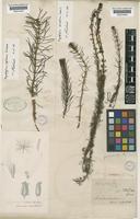 Myriophyllum variaefolium Hook.f. [family HALORAGACEAE]