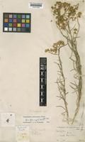 Haplophyllum tuberculatum (Forssk.) A. Juss. [family RUTACEAE]