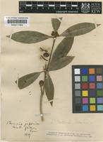 Skimmia japonica Thunb. [family RUTACEAE]