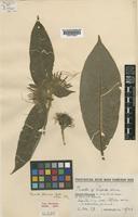 Type of Pavetta plumosa Hutch. & Dalziel [family RUBIACEAE]