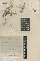 Type of Monsonia senegalensis Guill. & Perr. [family GERANIACEAE]