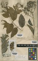 Lagerstroemia piriformis Koehne var. batitinan [family LYTHRACEAE]