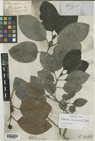 Nauclea officinalis (Pierre ex Pit.) Merr. & Chun [family RUBIACEAE]