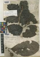 Neonauclea media (Havil.) Merr. [family RUBIACEAE]