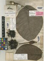 Holotype of Neonauclea reticulata (Havil.) Merr. [family RUBIACEAE]