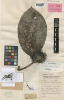 Holotype of Neonauclea borneensis Ridsdale [family RUBIACEAE]