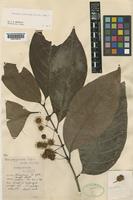 Metadina trichotoma (Zoll. & Moritzi) Bakh.f. [family RUBIACEAE]