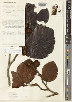 Isotype of Neonauclea anthraciticus Ridsdale [family RUBIACEAE]