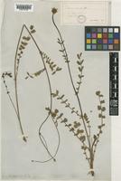 Sanguisorba minor unrecorded subsp. muricata (Spach) Briq. [family ROSACEAE]