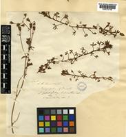 Saxifraga rosacea Moench [family SAXIFRAGACEAE]