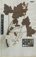 Heuchera micrantha Douglas ex Lindl. var. hartwegii Rosend. [family SAXIFRAGACEAE]