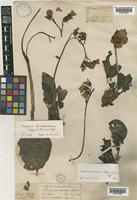 Bergenia purpurascens (Hook.f. & Thomson) Engl. [family SAXIFRAGACEAE]