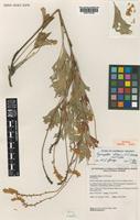 Isotype of Synaphea hians A.S.George [family PROTEACEAE]