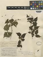 Neillia hypomalaca Rehder [family ROSACEAE]