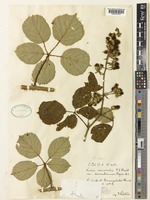 Rubus cornubiensis (W.M.Rogers & Ridd.) Rilstone [family ROSACEAE]