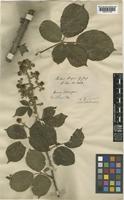 Rubus sprengelii Weihe [family ROSACEAE]