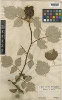 Rubus phoenicolasius Maxim. [family ROSACEAE]