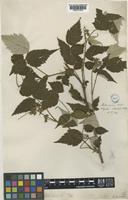 Rubus hypargyrus Edgew. var. niveus (Wall. ex G.Don) H.Hara [family ROSACEAE]