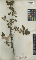 Rubus biflorus Sm. [family ROSACEAE]