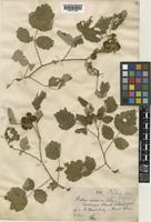 Rubus gracilis Roxb. var. aitchisonii [family ROSACEAE]