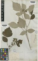 Rubus gracilis Roxb. var. racemosa [family ROSACEAE]