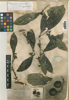 Rothmannia eucodon (K.Schum.) Bremek. [family RUBIACEAE]