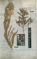 Type of Oenothera odorata Jacq. [family ONAGRACEAE]