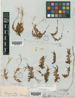Epilobium alsinoides A.Cunn. subsp. tenuipes (Hook.f.) P.H.Raven & Engelhorn [family ONAGRACEAE]