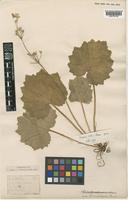 Primula violaris W.W.Sm. & H.R.Fletcher [family PRIMULACEAE]