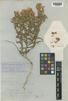 Type of Phlox drummondii Hook. var. villosissima A.Gray [family POLEMONIACEAE]