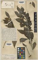 Ardisia blatteri Gamble [family MYRSINACEAE]