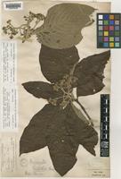 Sorbus griffithii Rehder [family ROSACEAE]