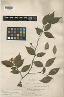 Type of Photinia villosa DC. var. sinica Rehder & E. H. Wilson [family ROSACEAE]