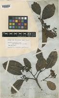 Photinia integrifolia Lindl. [family ROSACEAE]