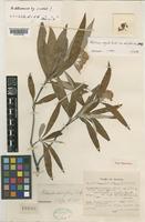 Type of Photinia arguta Wall. ex Lindl. var. salicifolia (Decaisne) J. E. Vidal [family ROSACEAE]