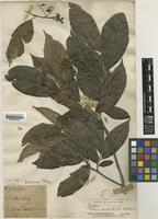 Photinia arguta Wall. ex Lindl. var. latifolia (Hook.f.) Ghora [family ROSACEAE]