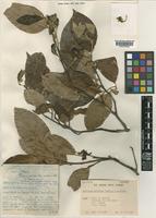 Isotype of Photinia moiorum (A.Chev.) J.E.Vidal [family ROSACEAE]