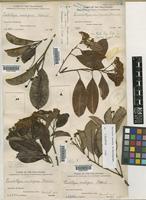 Type of Stranvaesia nussia (Buch.-Ham. ex D. Don) Decne. [family ROSACEAE]