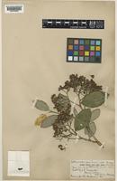 Cotoneaster glaucophyllus Franch. [family ROSACEAE]