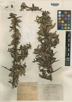 Type of Cotoneaster angustifolius Franch. [family ROSACEAE]