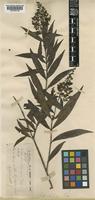 Wendlandia salicifolia Franch. ex Drake [family RUBIACEAE]