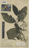 Aidiopsis forbesii (King & Gamble) Tirveng. [family RUBIACEAE]