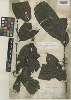 Isotype of Aidia chantonea Tirveng. [family RUBIACEAE]