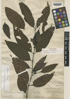 Holotype of Randia acutidens Hemsl. & E.H.Wilson [family RUBIACEAE]