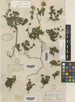 Potentilla cuneifolia Bertol. [family ROSACEAE]
