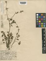 Potentilla supina L. [family ROSACEAE]