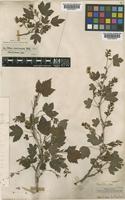 Ribes americanum Mill. [family GROSSULARIACEAE]
